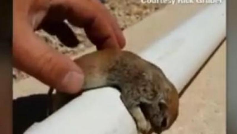 Un bărbat a resuscitat un pui de veveriţă