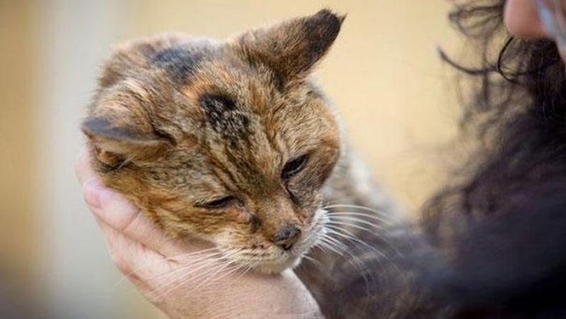 WOW! Sunteți iubitori de feline? Așa arată CEA MAI BĂTRÂNĂ pisică din lume: Are 160 de ani 