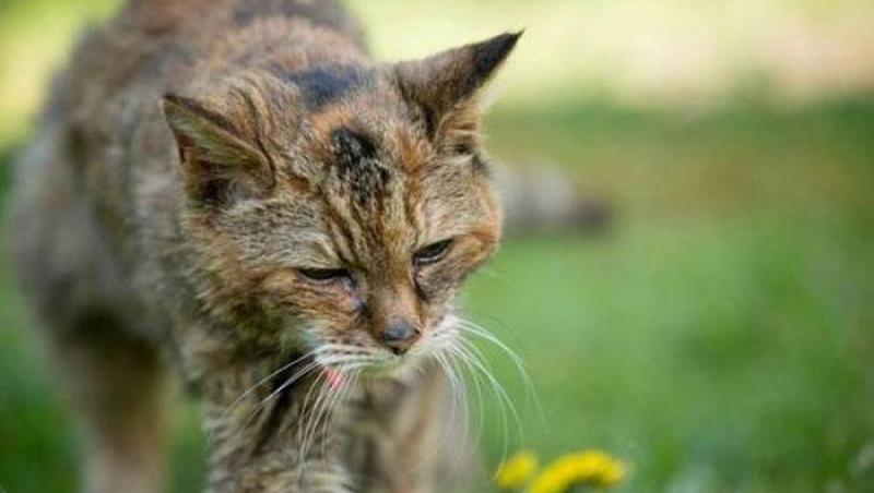 WOW! Sunteți iubitori de feline? Așa arată CEA MAI BĂTRÂNĂ pisică din lume: Are 160 de ani 