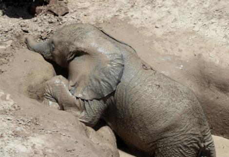 De necrezut! Ce legătură indestructibilă există între un pui de elefant şi mama sa