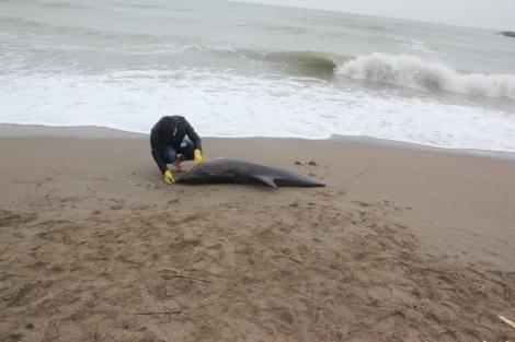 ȘOCANT!  Trei delfini, găsiți morți pe litoralul Mării Negre!