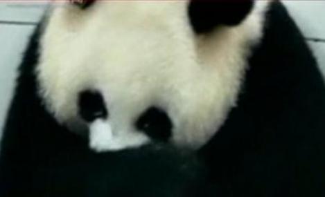 Eveniment rar la o grădină zoo din China: O ursoaică panda a născut gemeni