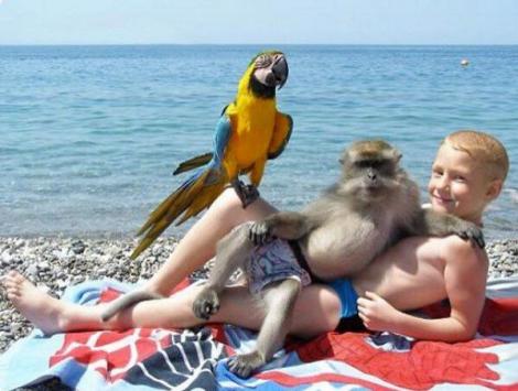 Cea mai tare poză de vacanţă: O maimuţă şi un papagal s-au tolănit pe un băieţel care făcea plajă