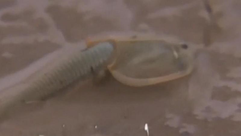 Un crevete preistoric a fost găsit în China