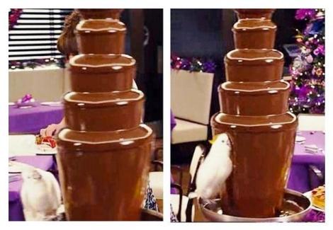 Cel mai pofticios papagal: Uite cum se "îneacă" într-o fântână de ciocolată!
