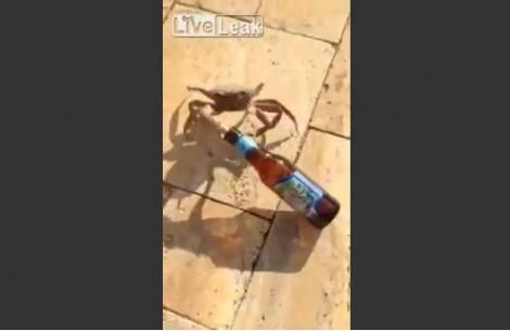 VIDEO! Hoţul cu cele mai multe picioare: Un crab i-a furat berea unui barbat!