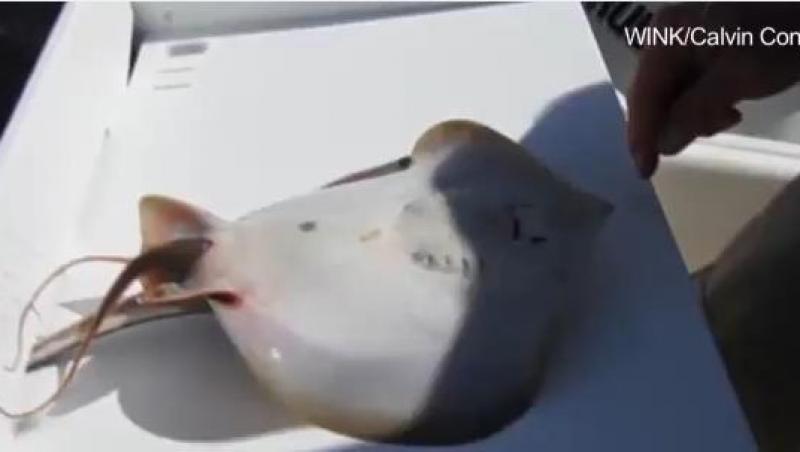 VIDEO! Moment uluitor: Uite cum naşte gemeni o pisică de mare!
