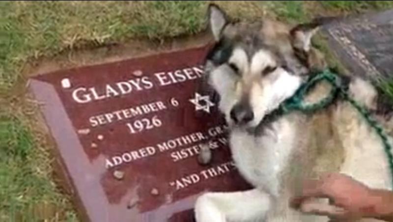 Clipul care a făcut o lume întreagă să lăcrimeze! Un câine merge zilnic la mormântul stăpânului său