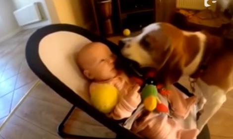 Nu o să-ți vină să crezi! Vezi ce a făcut un câine când a văzut un bebeluș plângând!