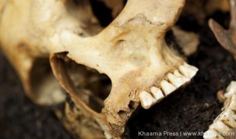 Descoperire ULUITOARE făcută în Norvegia: Ce conţine acest craniu vechi de 8.000 de ani te va lăsa fără cuvinte!