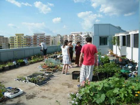 Idee îndrăzneaţă! Au amenajat o grădină de legume, pe acoperișul unui bloc din București