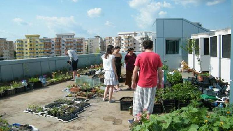 Grădină de legume, pe acoperișul unui bloc din București