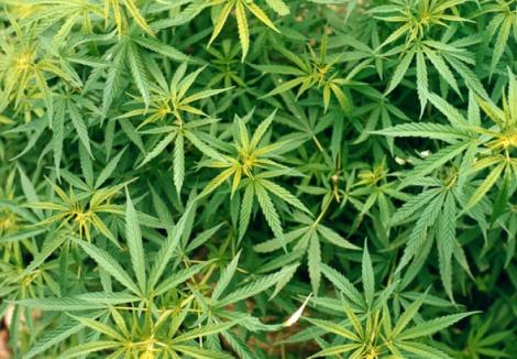 Ce nu știai despre marijuana: se cultivă în scop terapeutic și vindecă o boală ucigătoare