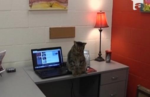 UIMITOR! O pisică a sunat la 911