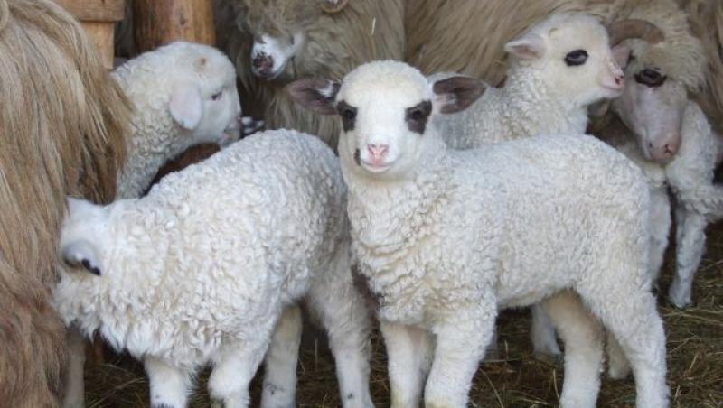 S-a născut mielul cu un singur ochi