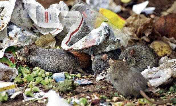 SCANDALOS! Parc din Capitală invadat de şobolani!