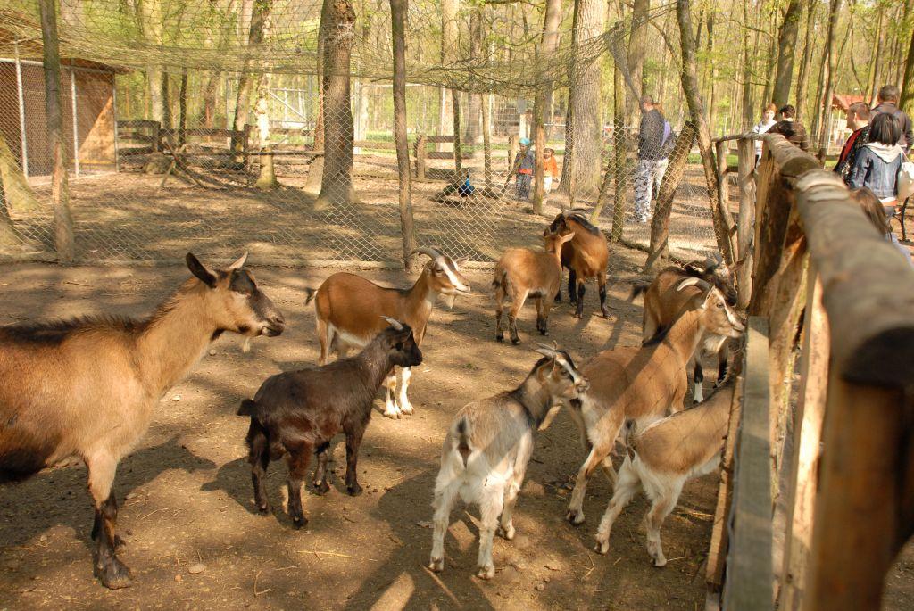 Capre sălbatice, dintr-o specie aflată pe cale de dispariție, au fost adăpostite la New York