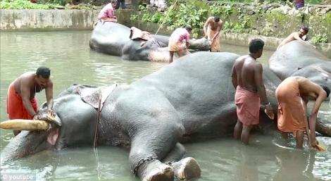 VIDEO! Elefanţii din India sunt răsfăţaţi la spa, o dată pe an