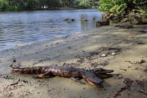 Aligatorul cu două capete s-a arătat pe malul unui râu