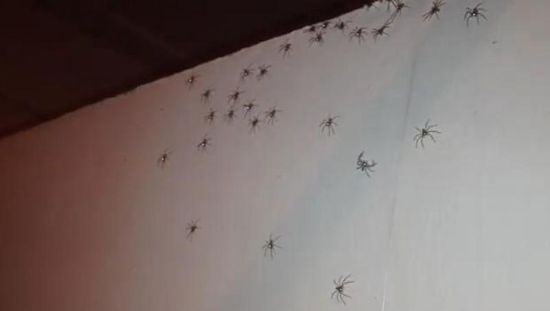 Ultimul lucru pe care ai vrea să-l vezi în baie: Duşul unei femeii a fost invadat de sute de păianjeni