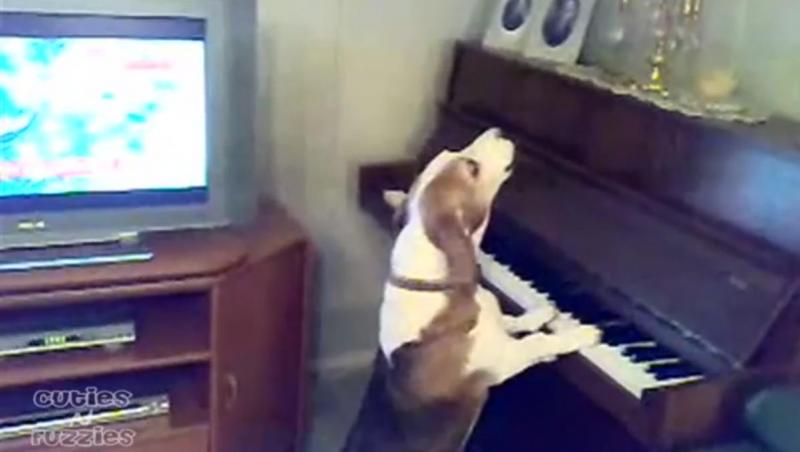 Un câine adorabil cântă la pian