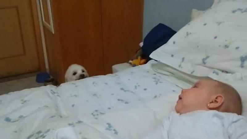VIDEO! Cel mai drăguţ căţeluş încearcă să sară în pat, lângă un bebeluş