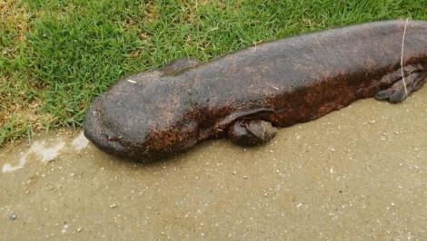 Vei rămâne uimit: O salamandră gigantică a apărut în Japonia!