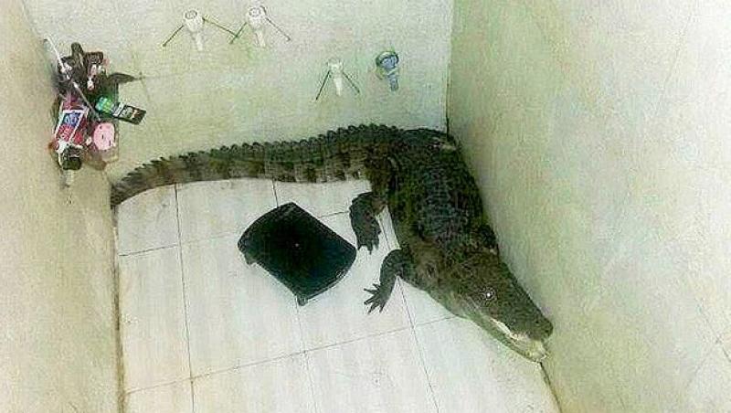 Un indian a găsit un crocodil în baie