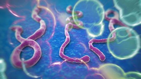 Ebola a ajuns în România: Un bărbat din Ploiești ar fi victima bolii care face ravagii în Africa!