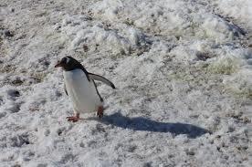 Un pinguin, vedeta acvariului "Lumea Mărilor" din California