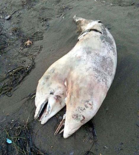 FOTO ŞOCANT: Delfinul cu DOUĂ CAPETE a PANICAT toţi turiştii de la MALUL MĂRII! Aşa ceva nu s-a mai văzut niciodată