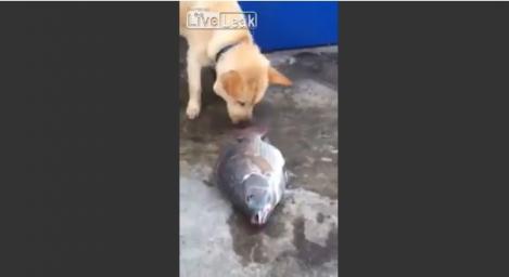 IMPRESIONANT! Un câine încearcă din răsputeri să salveze viața unor pești!