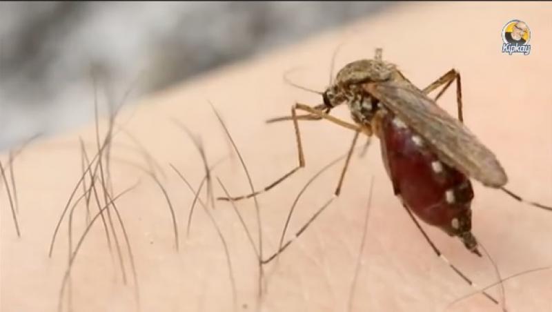 Cea mai tare capcană pentru țânțari: Uite cum să scapi de insecte cu o soluție făcută în casă!