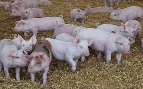 Nu vei mai mânca NICIODATĂ carne de PORC după ce vezi asta! Un fermier din China a dat peste un ANIMAL MUTANT