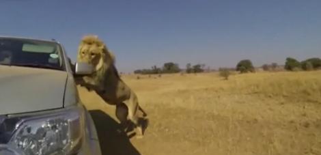 Câțiva turiști au fost asaltați de un leu chiar în mașină, în Africa de Sud