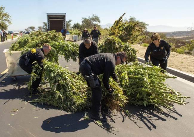 Captură IMPRESIONANTĂ! Polițiștii au găsit MARIJUANA &icirc;n PARC! Valoarea e IMENSĂ