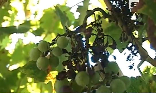 Răm&acirc;nem fără vin! Ploile au distrus strugurii