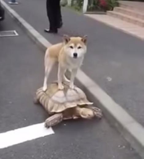 EL e cel mai leneş câine din lume! Se deplasează pe o broasca ţestoasă