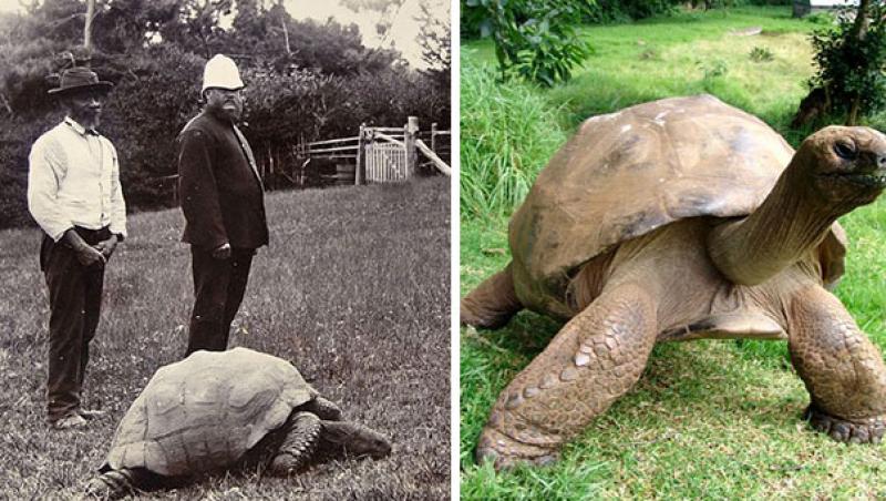 O broască țestoasă de 182 de ANI, atracția copiilor din secolul XX și de acum! Iată cum arată cea mai BĂTRÂNA reptilă de pe PLANETĂ!