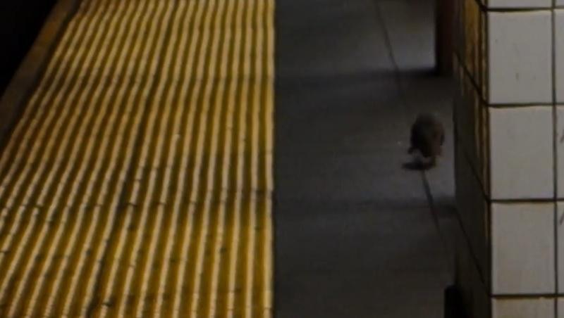 A filmat un șobolan la metrou, iar ce a urmat l-a făcut să țipe: Uite ce a pătit un jurnalist!