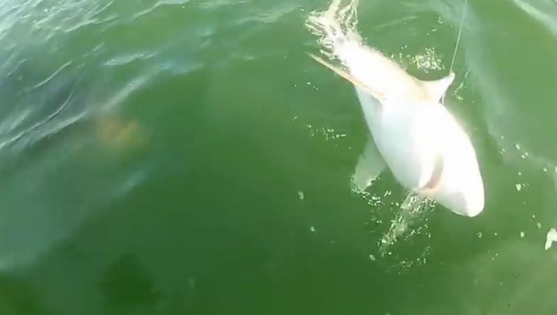 VIDEO! Rechinul ăsta face specia de râs: A fost mâncat de un pește uriaș!