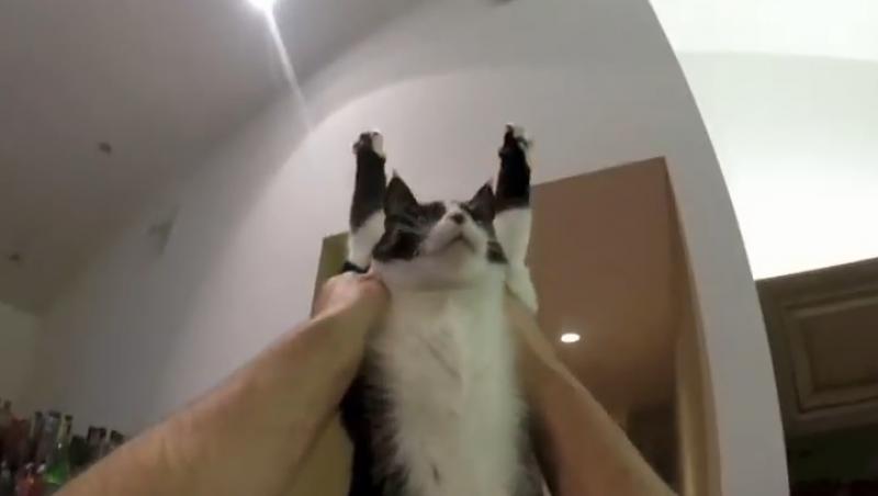 Nu ai mai văzut așa ceva! Iată cea mai drăgăstoasă pisică!