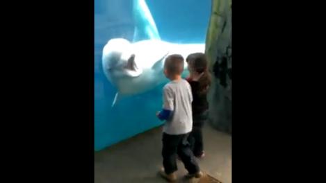 Ea este balena pusă pe farse: Iată cum îi sperie pe niște copii!