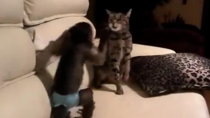 Ai mai văzut așa ceva? Partidă de box între o pisică și o maimuță