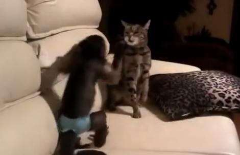 Ai mai văzut așa ceva? Partidă de box între o pisică și o maimuță