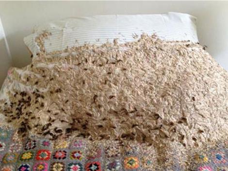 O femeie a trăit clipe de groază: 5.000 de viespi s-au ”culcat” în patul ei!