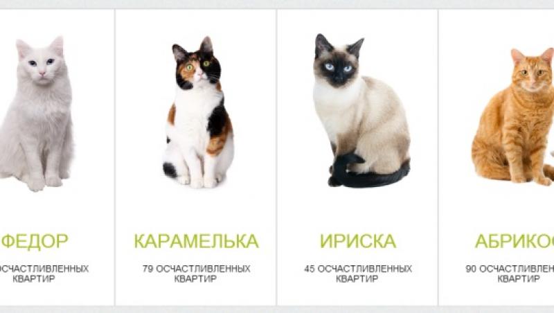 Cea mai tare ofertă: O bancă din Rusia le dă câte o pisică tuturor celor care își fac un credit ipotecar!