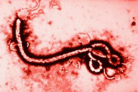 Ebola, mai extinsă decât se credea