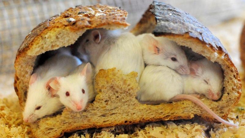 Cercetătorii au creat şoarecele transparent