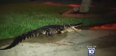 Cioc, cioc! Un aligator uriaș i-a trezit pe niște americani cu bătăi în ușă!